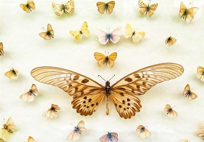 good news iran: The Butterfly Garden Museum of Iran’s Isfahan – Tourism news