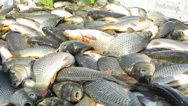 قیمت ۱۱۰ نوع ماهی و آبزیان اعلام شد + نرخنامه/ قیمت کدام ماهی‌ها کمتر از ۵۰ هزار تومان است؟ 